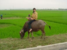 Vietnam water oxen