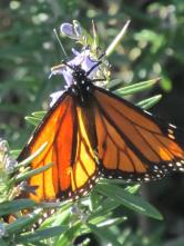 Monarch at Rawhiti Reserve Christchurch