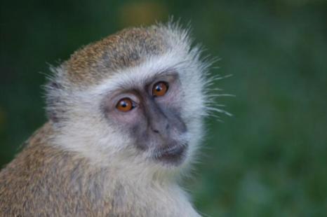 Monkey Business in Zambia