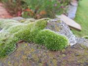 Moss on a rock in Australia.