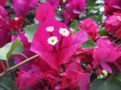 Bouganvillea, the pink is actually the leaf and the flower the small white center