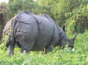 Rhino up close and personal in Nepal