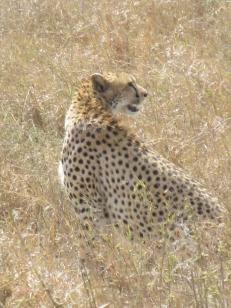 Cheetah (1)
