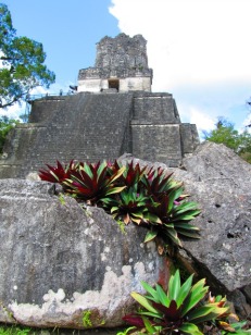 Tikal (3)